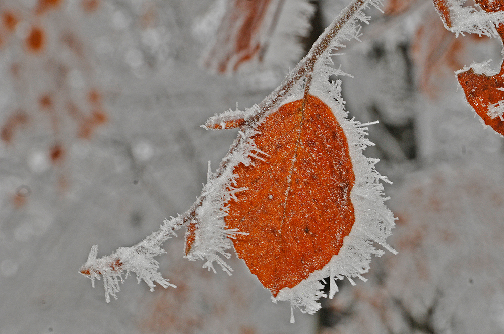 Herbstfarben im Winterkleid 5