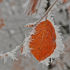 Herbstfarben im Winterkleid 5