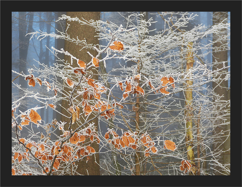 Herbstfarben im Winterwald