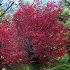 Herbstfarben - Impressionen