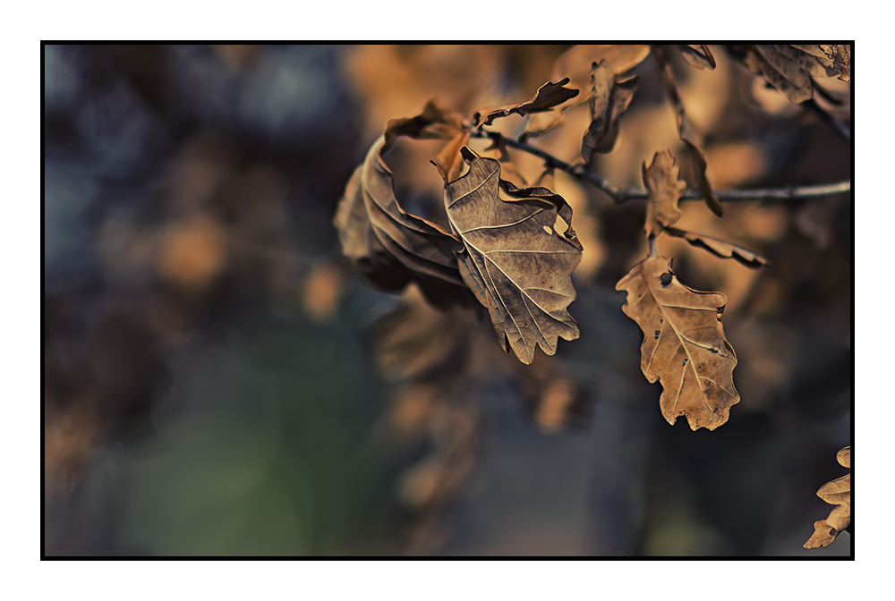 Herbstfarben in Aquarell