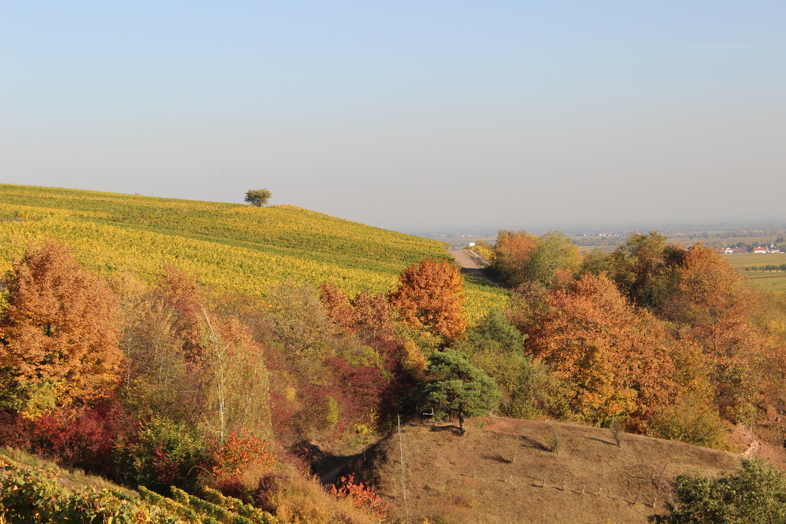 Herbstfarben in den Weinbergen 