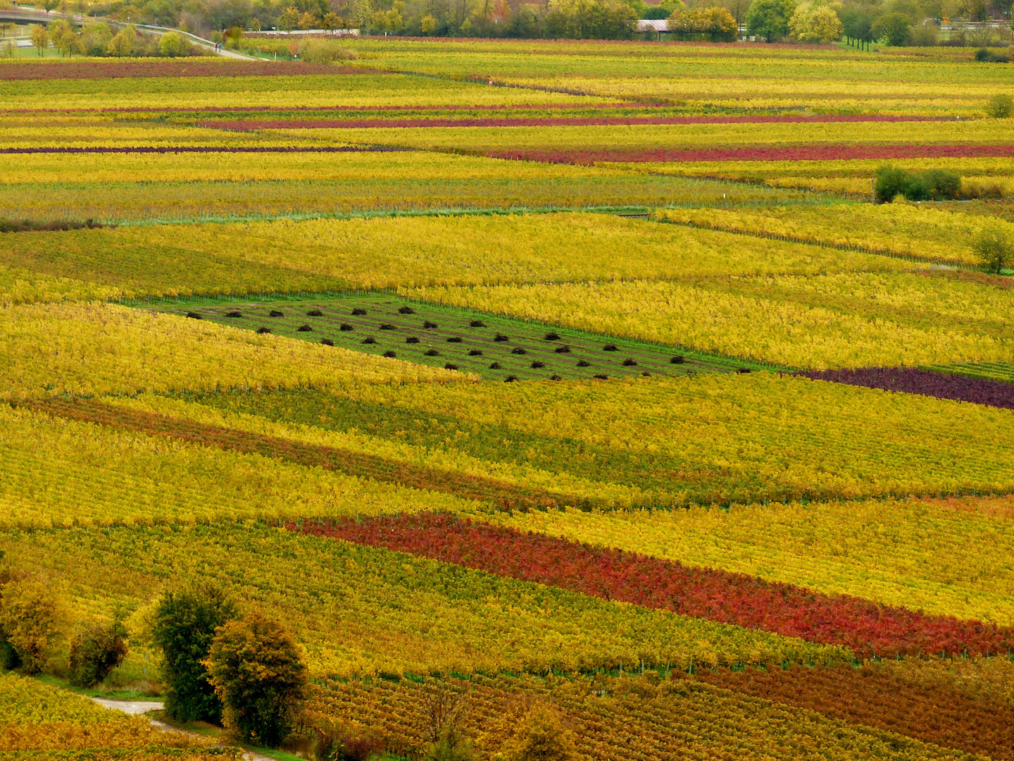 Herbstfarben in den Weinbergen!