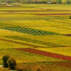 Herbstfarben in den Weinbergen!