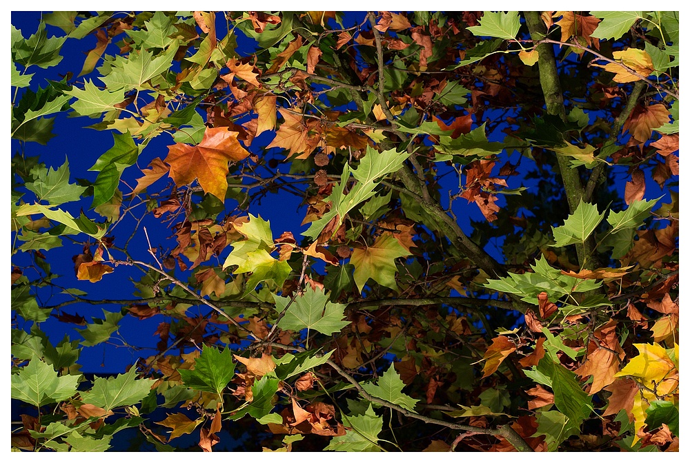 Herbstfarben in der "Blauen Stunde"