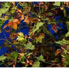 Herbstfarben in der "Blauen Stunde"