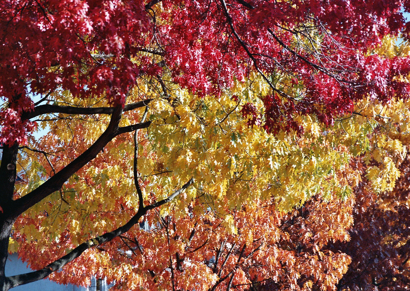 Herbstfarben in der Großstadt