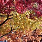 Herbstfarben in der Großstadt