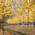 Herbstfarben in der Großstadt Düsseldorf