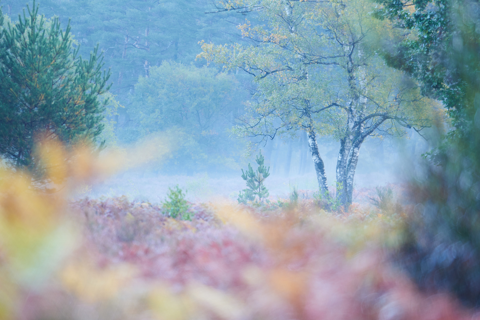 Herbstfarben in der Heide