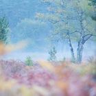 Herbstfarben in der Heide