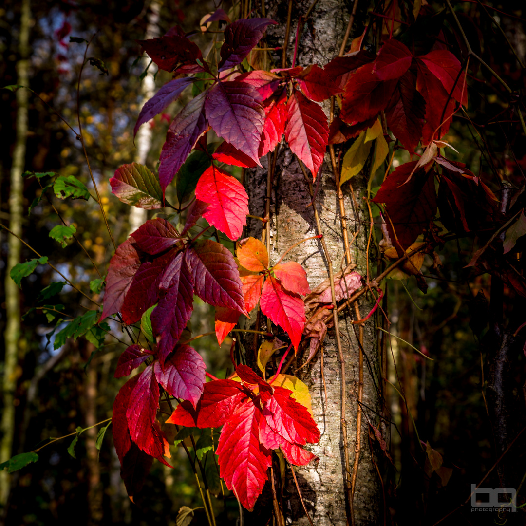 Herbstfarben in der letzten Spätsommersonne