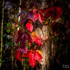 Herbstfarben in der letzten Spätsommersonne