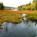 Herbstfarben in der Natur