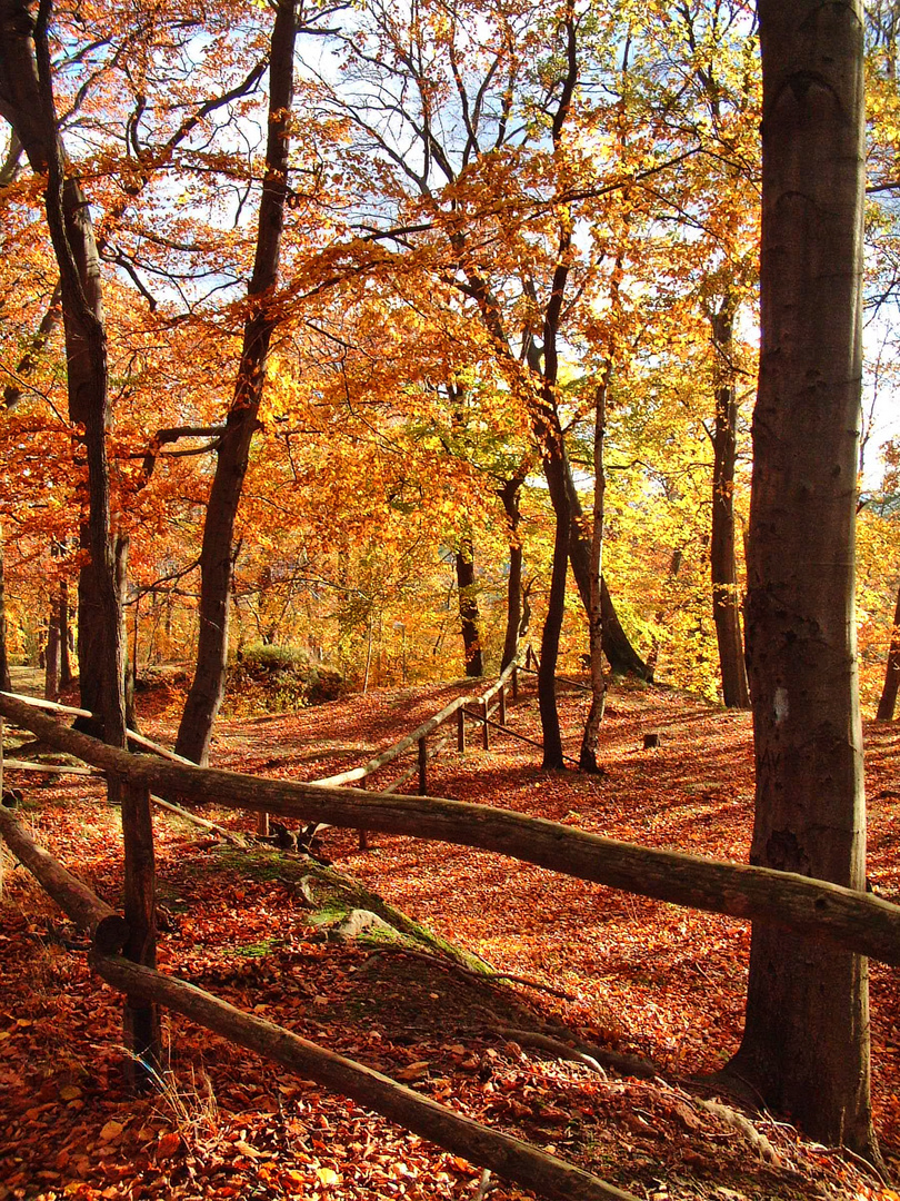 Herbstfarben in der Natur