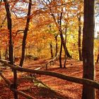 Herbstfarben in der Natur