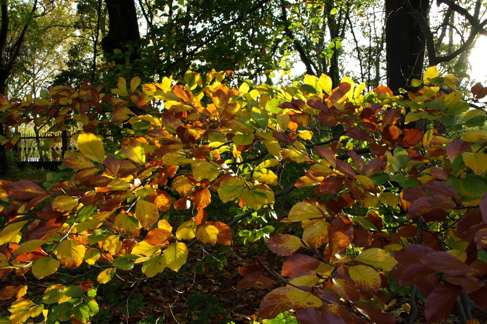 Herbstfarben in der Oktobersonne