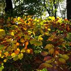 Herbstfarben in der Oktobersonne