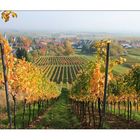 Herbstfarben in der Pfalz...........