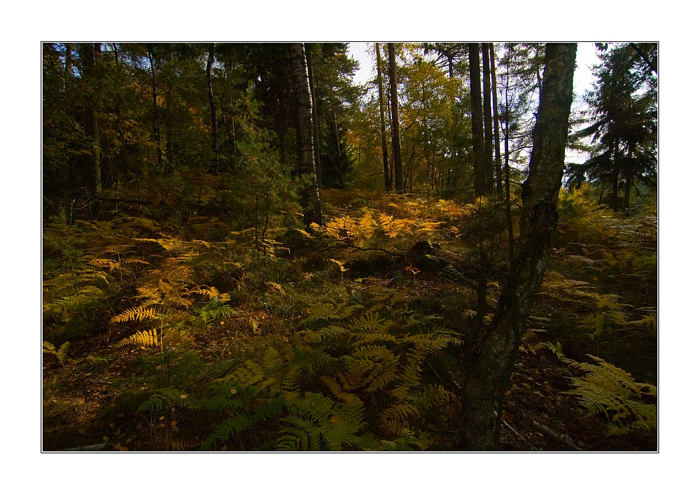 Herbstfarben in der sächsischen Schweiz