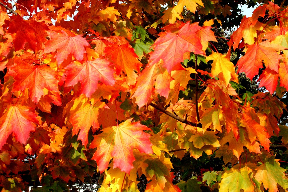 Herbstfarben in der Sonne