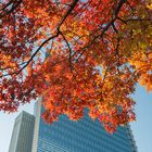 Herbstfarben in der Stadt