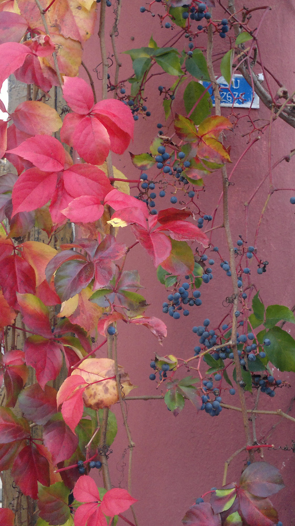 Herbstfarben in der Türkei