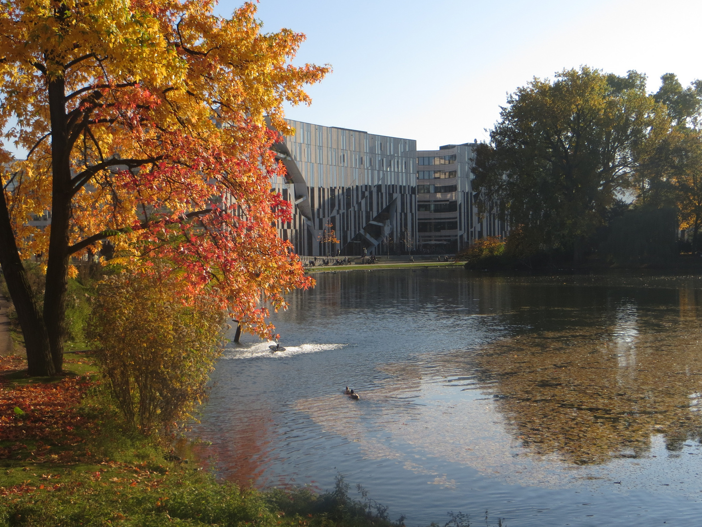 Herbstfarben in Düsseldorf