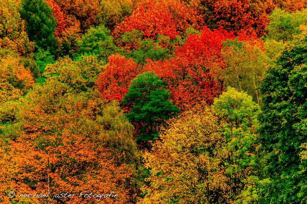 Herbstfarben in Düsseldorf