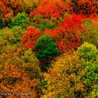 Herbstfarben in Düsseldorf