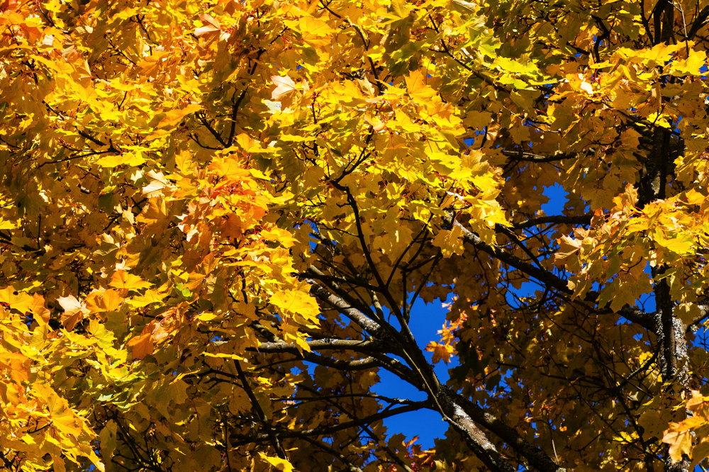 Herbstfarben in Gelb Rot Blau
