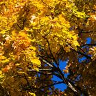 Herbstfarben in Gelb Rot Blau