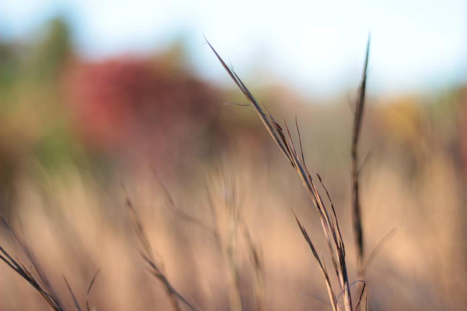 Herbstfarben in North Carolina