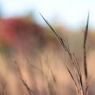 Herbstfarben in North Carolina