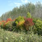 Herbstfarben in Rackwitz 2