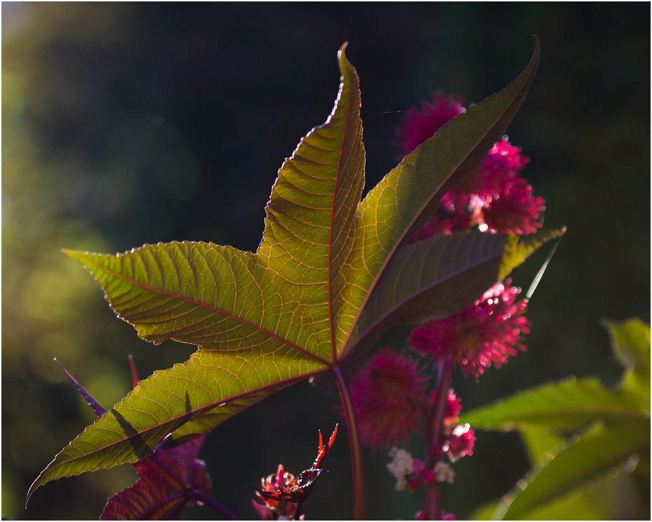 Herbstfarben IV