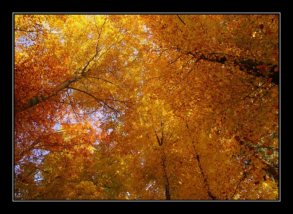 herbstfarben IV