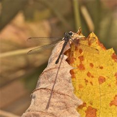 HERBSTFARBEN IV: Altes Weibchen der gemeinen Weidenjungfer - Chalcolestes viridis