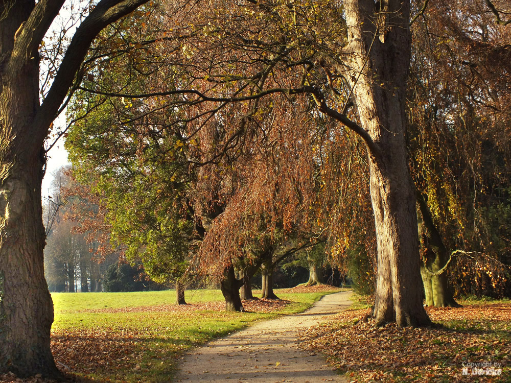 Herbstfarben IV