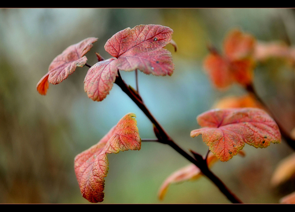 Herbstfarben IV.......