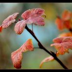 Herbstfarben IV.......