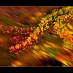 HerbstFarben IV ..........