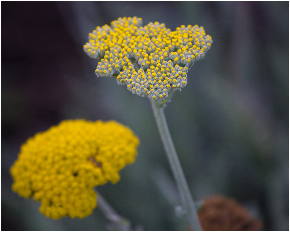 Herbstfarben IX