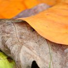 Herbstfarben - Laubblätter