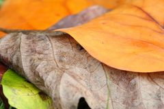 Herbstfarben - Laubblätter