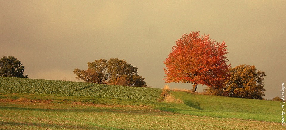 Herbstfarben leuchten.