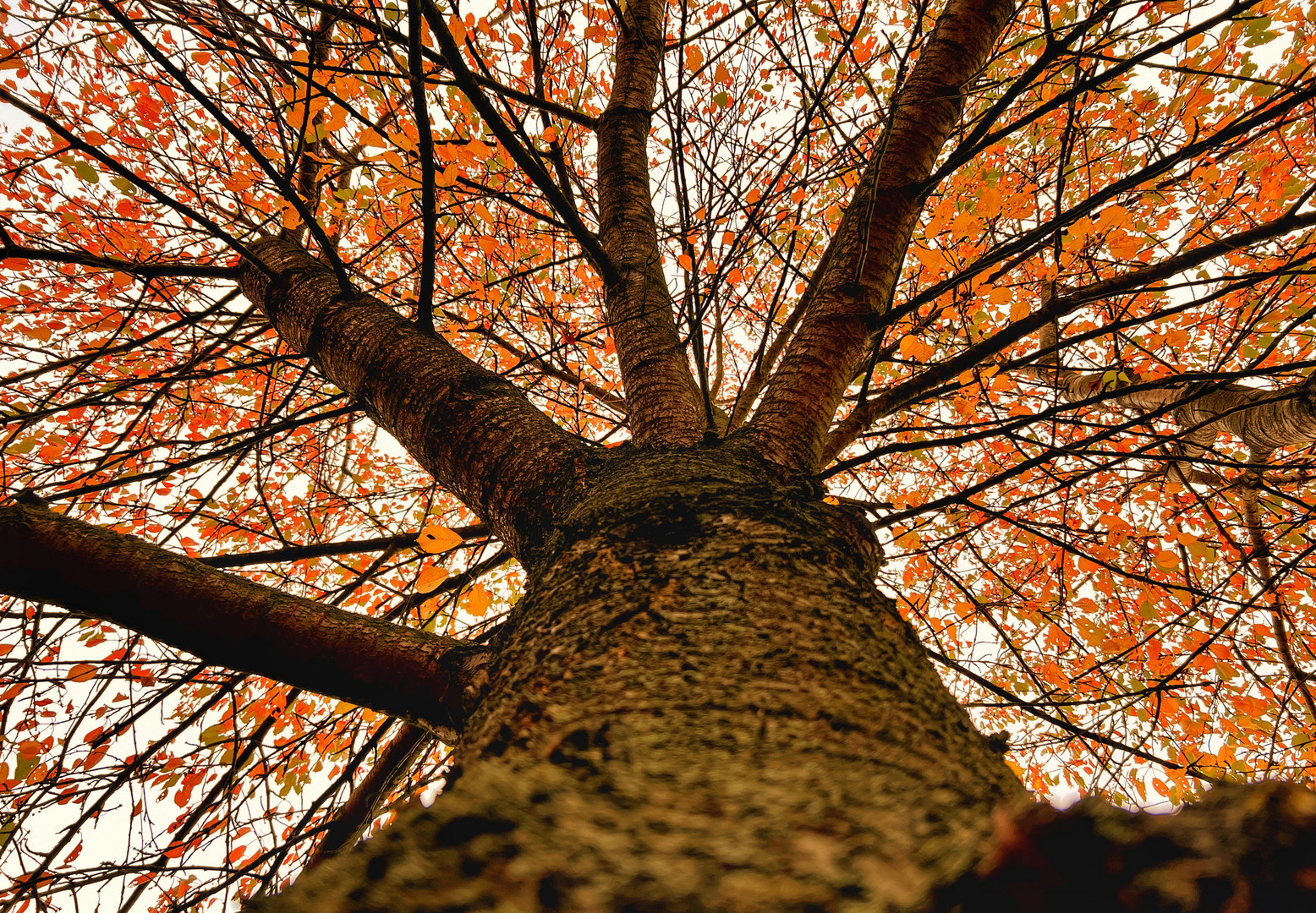 Herbstfarben mit abstraktem Blickwinkel