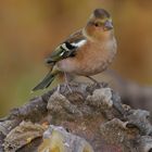 Herbstfarben mit Buchfink