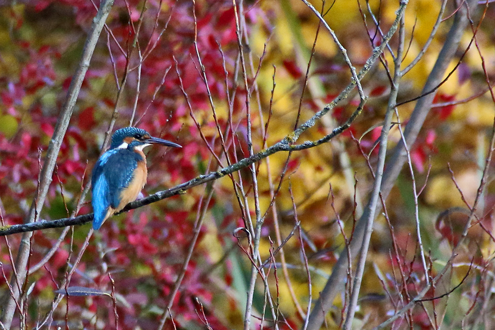 Herbstfarben mit Eisvogel-Dame