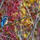 Herbstfarben mit Eisvogel-Dame